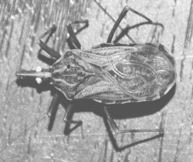 rhodnius_pictipes_robustus/triatoma_triatominos_Chagas