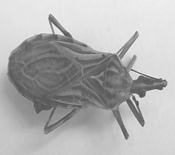 rhodnius_pictipes_robustus/vector_vinchuca_Chagas rhodnius_pictipes_robustus/vector_vinchuca_Chagas