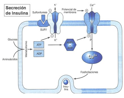 Tratamiento Farmacologico de la Diabetes Tipo II. Antidiabeticos ...