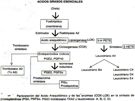 Sintesis de esteroides pdf