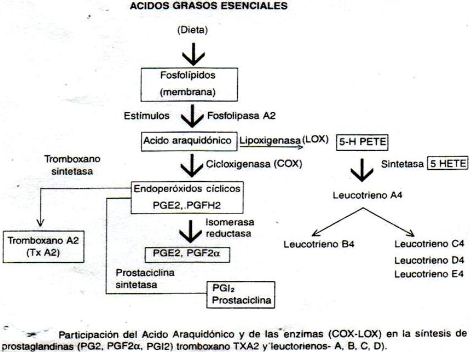 antiinflamatorios_no_esteroideos/AINES