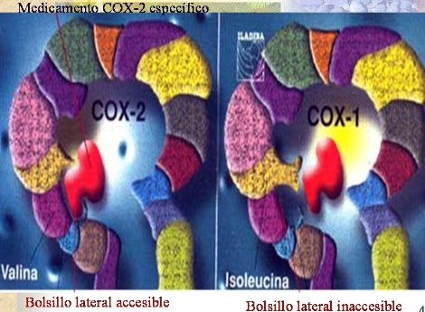 antiinflamatorios_no_esteroideos/selectividad_COX2