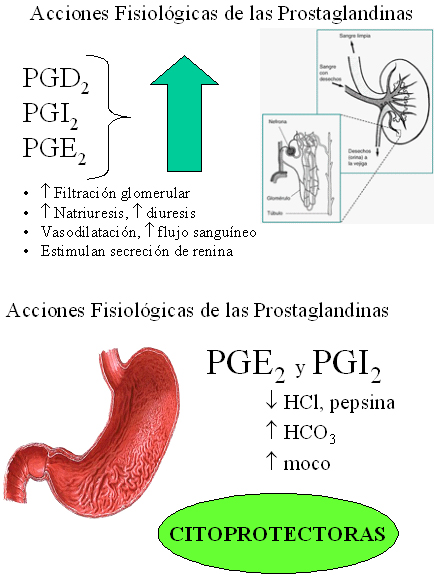 autacoides_respuesta_inflamatoria/acciones_fisiologicas_prostaglandinas