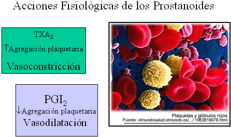 autacoides_respuesta_inflamatoria/acciones_fisiologicas_prostanoides