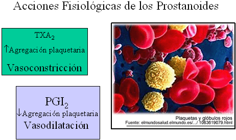 autacoides_respuesta_inflamatoria/acciones_fisiologicas_prostanoides autacoides_respuesta_inflamatoria/acciones_fisiologicas_prostanoides