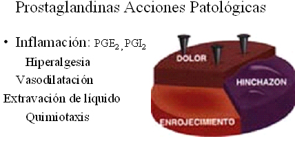 autacoides_respuesta_inflamatoria/acciones_patologicas_inflamatorias