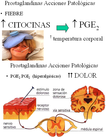 autacoides_respuesta_inflamatoria/acciones_patologicas_prostaglandinas