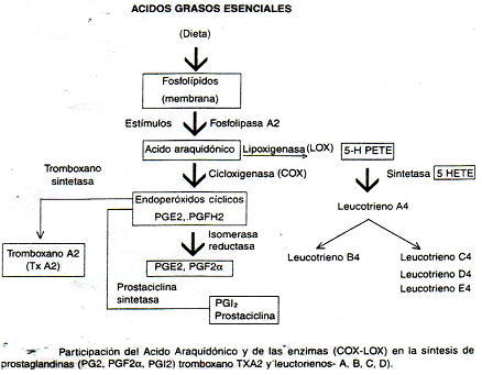 autacoides_respuesta_inflamatoria/acido_araquidonico_cox