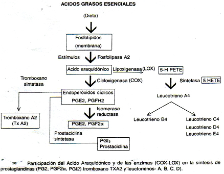 autacoides_respuesta_inflamatoria/acido_araquidonico_cox autacoides_respuesta_inflamatoria/acido_araquidonico_cox