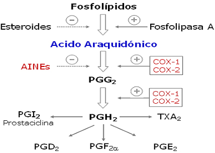 autacoides_respuesta_inflamatoria/ciclo_produccion_prostaglandinas