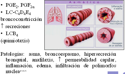 autacoides_respuesta_inflamatoria/efectos_aparato_respiratorio autacoides_respuesta_inflamatoria/efectos_aparato_respiratorio