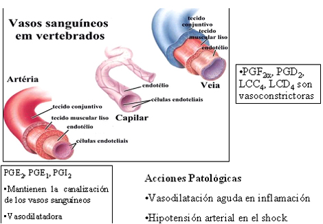 autacoides_respuesta_inflamatoria/efectos_aparato_vascular