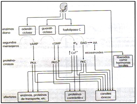farmacodinamia_farmacologia/enzimas_mensajeros_proteinas farmacodinamia_farmacologia/enzimas_mensajeros_proteinas