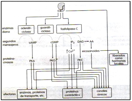 farmacodinamia_farmacologia/enzimas_mensajeros_proteinas