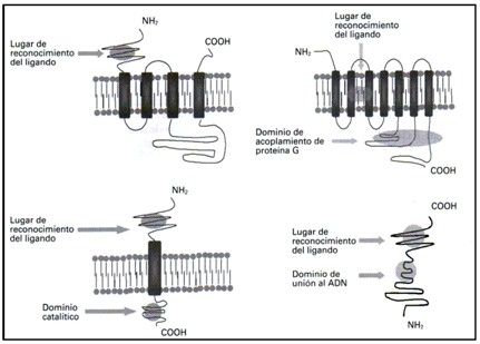 farmacodinamia_farmacologia/familia_de_receptores