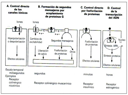 farmacodinamia_farmacologia/familia_de_receptores2