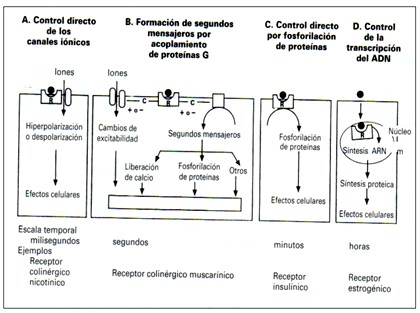 farmacodinamia_farmacologia/familia_de_receptores2 farmacodinamia_farmacologia/familia_de_receptores2
