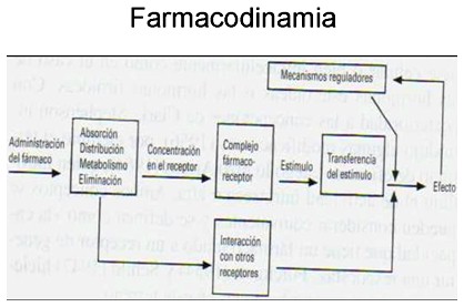 farmacodinamia_farmacologia/farmacodinamia_administracion_farmaco