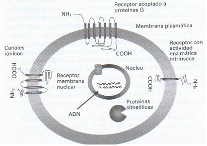 farmacodinamia_farmacologia/receptor_acoplado_proteinas