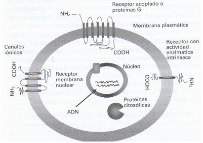 farmacodinamia_farmacologia/receptor_acoplado_proteinas farmacodinamia_farmacologia/receptor_acoplado_proteinas
