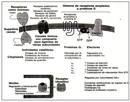 _farmacodinamia_farmacologia/receptores_como_enzimas