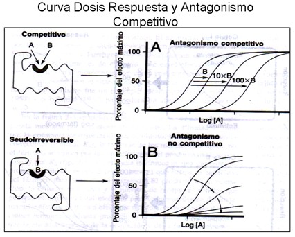 farmacodinamia_farmacologia/respuesta_antagonismo_competitivo