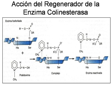 farmacos_agonistas_colinergicos/accion_regenerador_colinesterasa