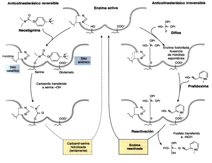 farmacos_agonistas_colinergicos/anticolinesterasico_reversible_irreversible