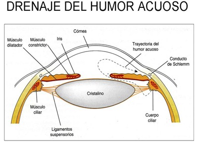 farmacos_agonistas_colinergicos/drenaje_humor_acuoso