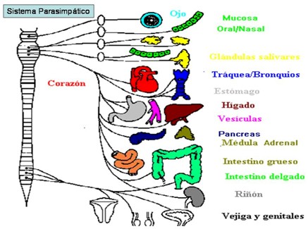 farmacos_agonistas_colinergicos/el_sistema_parasimpatico