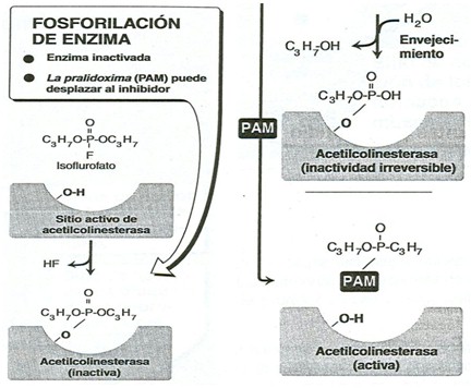 farmacos_agonistas_colinergicos/fosforilacion_de_enzima