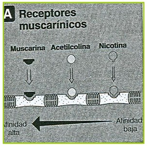 farmacos_agonistas_colinergicos/los_receptores_muscarinicos