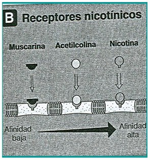 farmacos_agonistas_colinergicos/los_receptores_nicotinicos