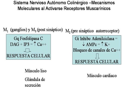 farmacos_agonistas_colinergicos/mecanismo_activarse_muscarinicos