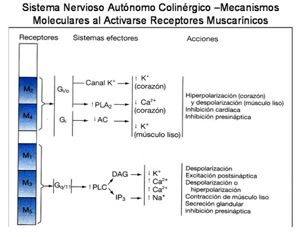 farmacos_agonistas_colinergicos/mecanismo_activarse_muscarinicos2