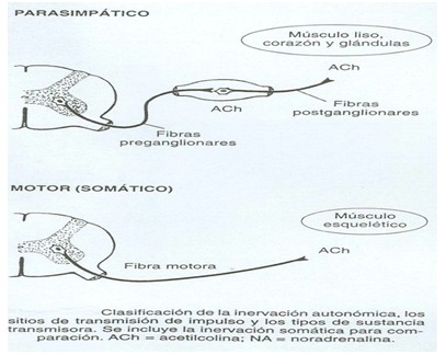 farmacos_agonistas_colinergicos/parasimpatico_motor_somatico