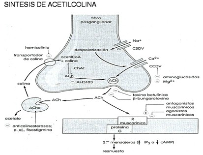 farmacos_agonistas_colinergicos/sintesis_de_acetilcolina