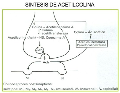 farmacos_agonistas_colinergicos/sintesis_de_acetilcolina2