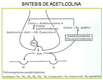 farmacos_agonistas_colinergicos/sintesis_de_acetilcolina2 farmacos_agonistas_colinergicos/sintesis_de_acetilcolina2