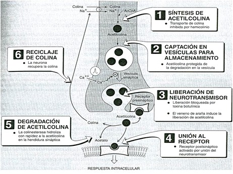 farmacos_agonistas_colinergicos/sintesis_de_acetilcolina3