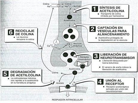 farmacos_agonistas_colinergicos/sintesis_de_acetilcolina3 farmacos_agonistas_colinergicos/sintesis_de_acetilcolina3
