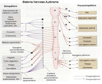 farmacos_agonistas_colinergicos/sistema_nervioso_autonomo