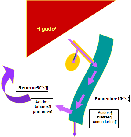 acidos_biliares_heces/circulacion_enterohepatica_bilis