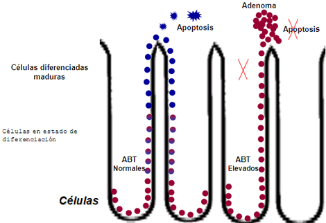 acidos_biliares_heces/efecto_bilis_colon