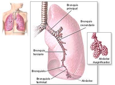 anatomia_via_aerea/bronquios anatomia_via_aerea/bronquios