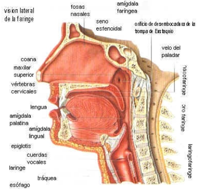 anatomia_via_aerea/faringe