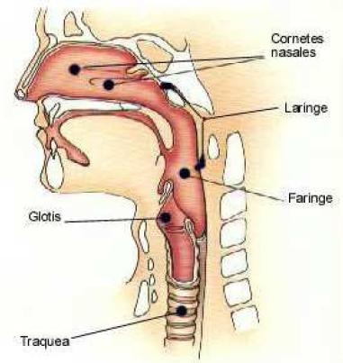 anatomia_via_aerea/laringe