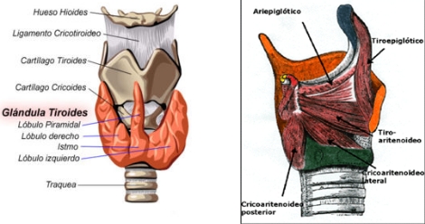 anatomia_via_aerea/tiroides