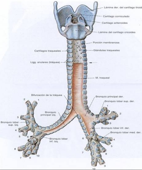 anatomia_via_aerea/traquea