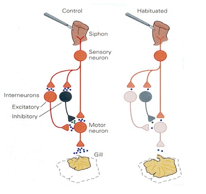 historia_sinapsis_neuronal/circuitos_aprendizaje_molusco1